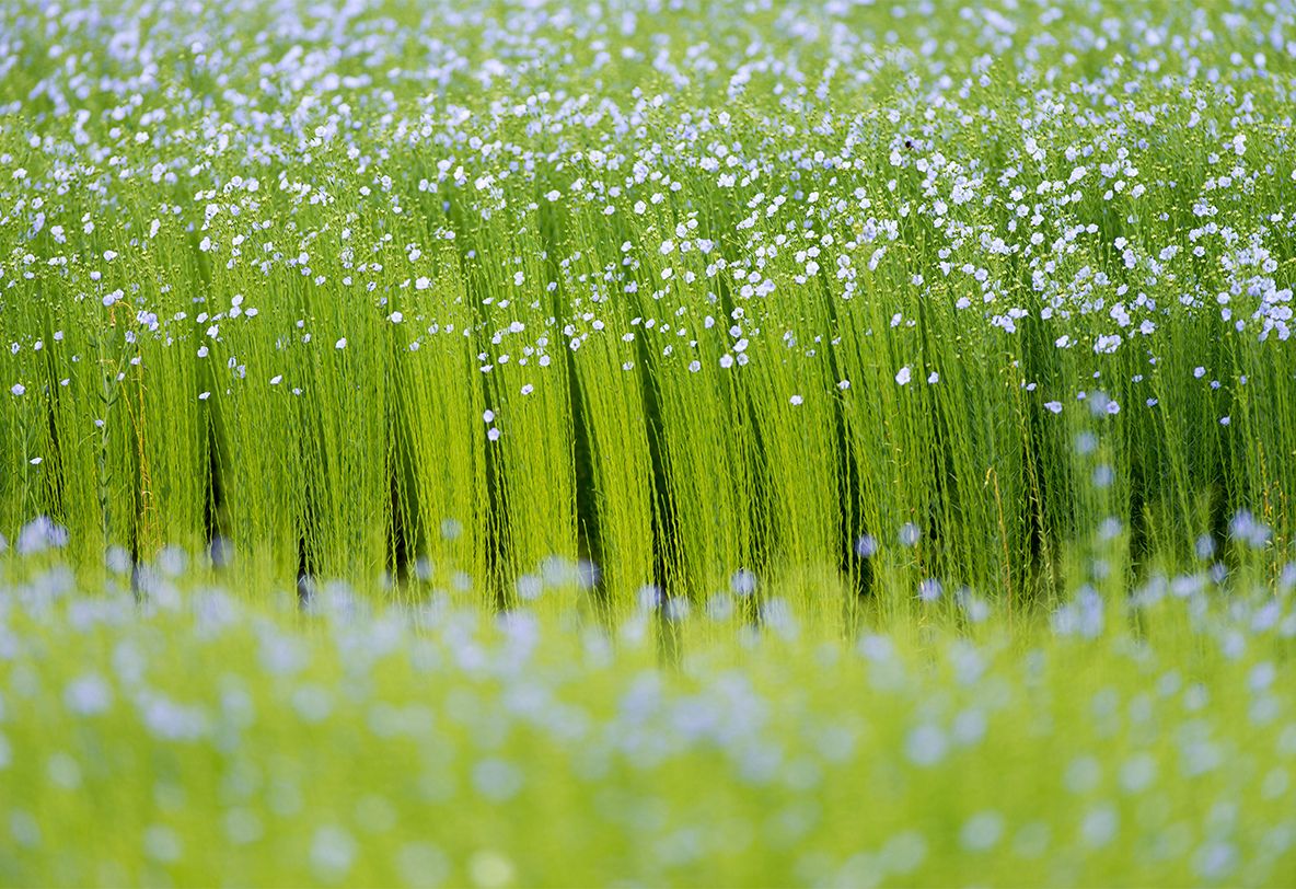 La CELC devient Alliance for European Flax-Linen & Hemp - ALLIANCE ...